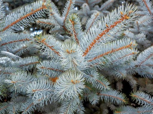 Planting and Caring for Blue Spruce Trees in Your Yard